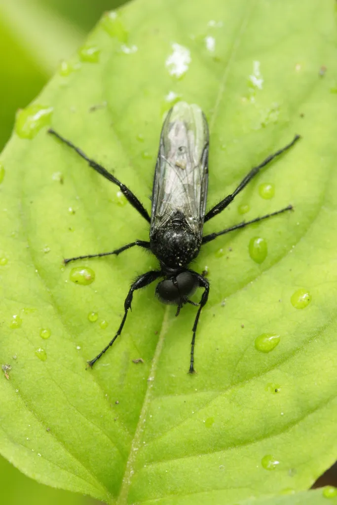 Hawthorn Fly - photo 2