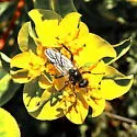 Bibio necotus