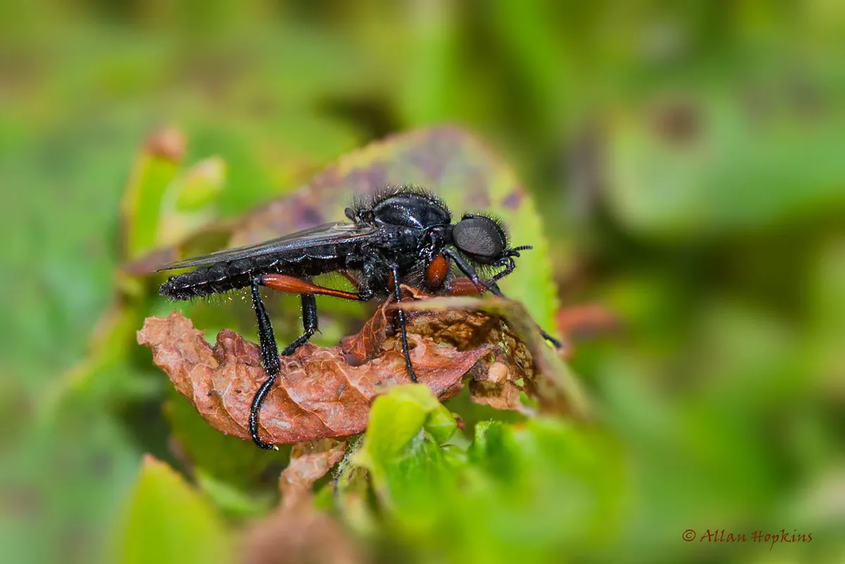 Red-thighed St Mark's Fly - photo 3