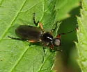 Bibio rufipes