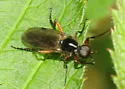 Bibio rufipes - photo 2