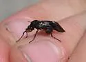 Bibio rufipes - photo 3