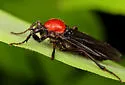 Bibio rufithorax