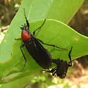 Bibio rufithorax - photo 2