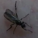 Bibio siebkei