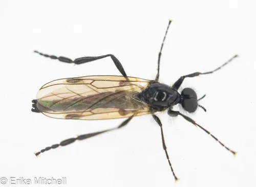 Bibio slossonae
