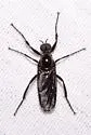 Bibio superfluus