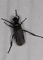 Bibio superfluus - photo 3