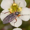 Bibio vestitus