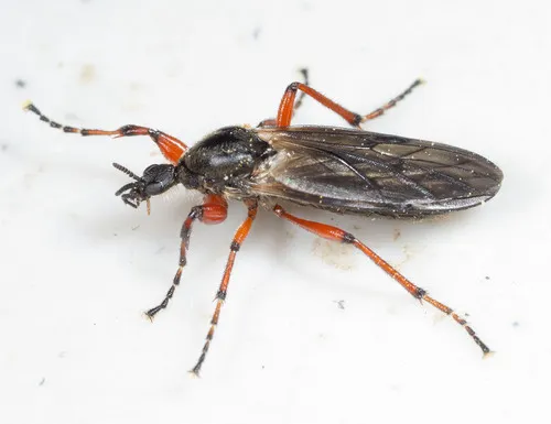 Bibio xanthopus
