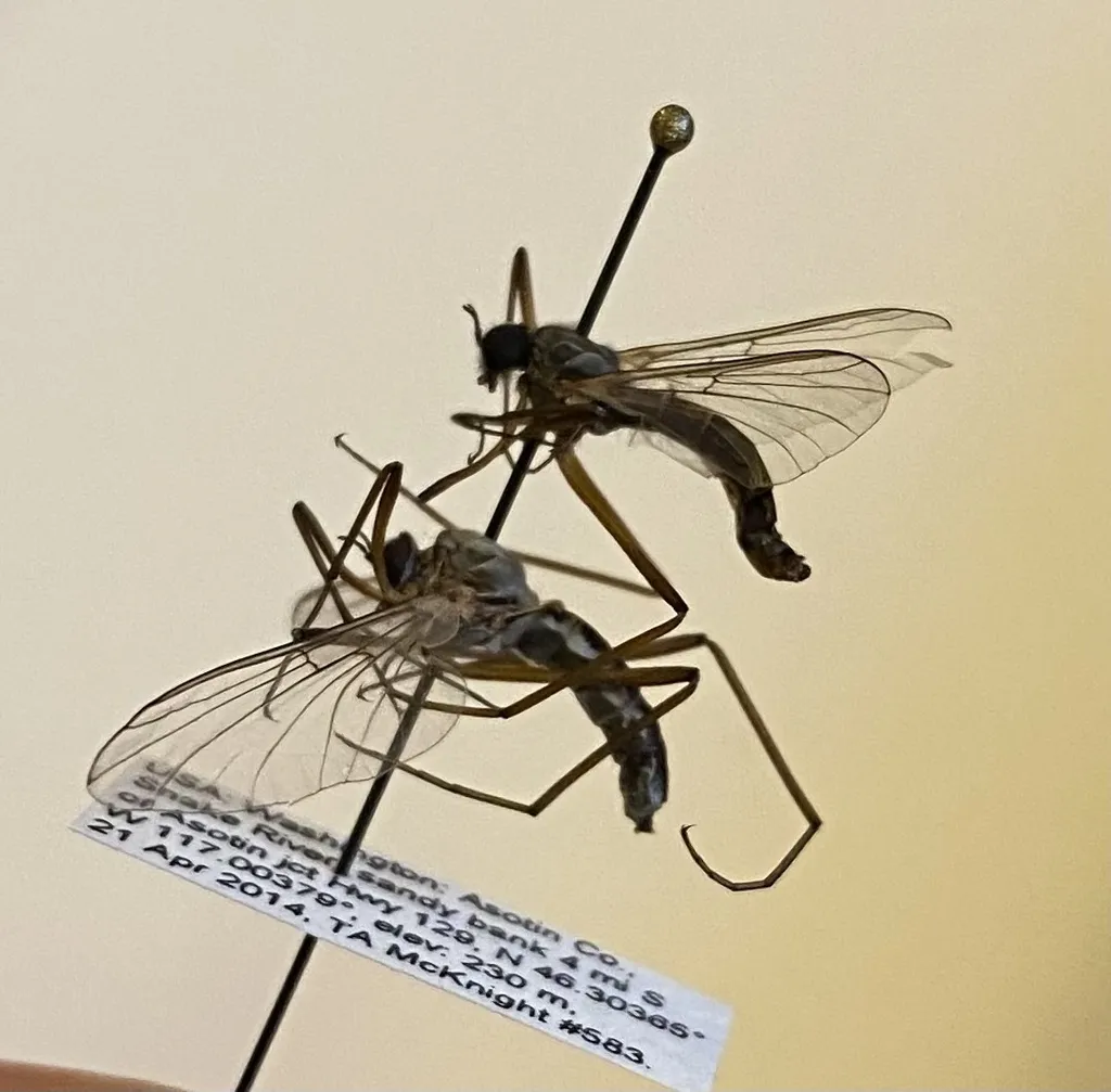 Bibiocephala grandis - photo 3