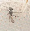 Bibiodes aestiva