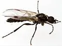 Bibiodes halteralis