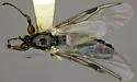 Bibiodes halteralis - photo 2