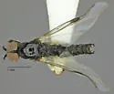 Bibiodes halteralis - photo 3