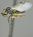 Bibiodes halteralis - photo 4