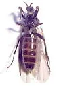 Bibiodes halteralis - photo 5