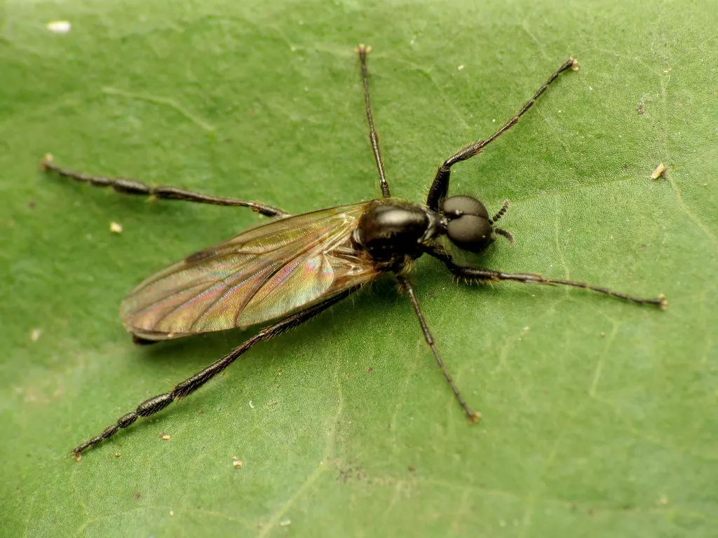 March Flies - photo 2