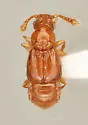 Bibloplectus choctaw