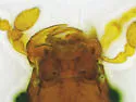 Bibloplectus integer - photo 3