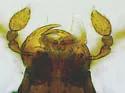 Bibloplectus integer - photo 4