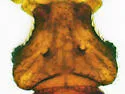 Bibloplectus integer - photo 5