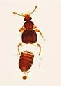 Bibloporus bicanalis - Bibloporus bicanalis