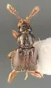 Bibloporus bicanalis - photo 4