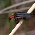 Southwest Spring Firefly