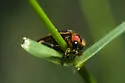 Southwest Spring Firefly - photo 2