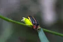 Southwest Spring Firefly - photo 3
