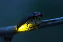 Southwest Spring Firefly - photo 4