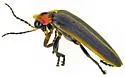 Southwest Spring Firefly - photo 5