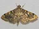 Bicilia iarchasalis - Hodges#5271
