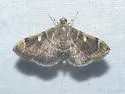 Bicilia iarchasalis - Hodges#5271 - photo 2