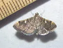 Bicilia iarchasalis - Hodges#5271 - photo 3