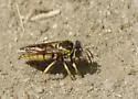 Bicyrtes capnopterus