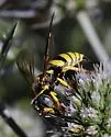 Bicyrtes capnopterus - photo 3