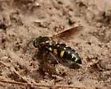 Bicyrtes capnopterus - photo 4