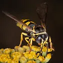 Bicyrtes capnopterus - photo 5