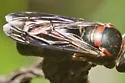Bicyrtes insidiatrix - photo 2
