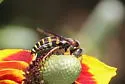 Bicyrtes insidiatrix - photo 5