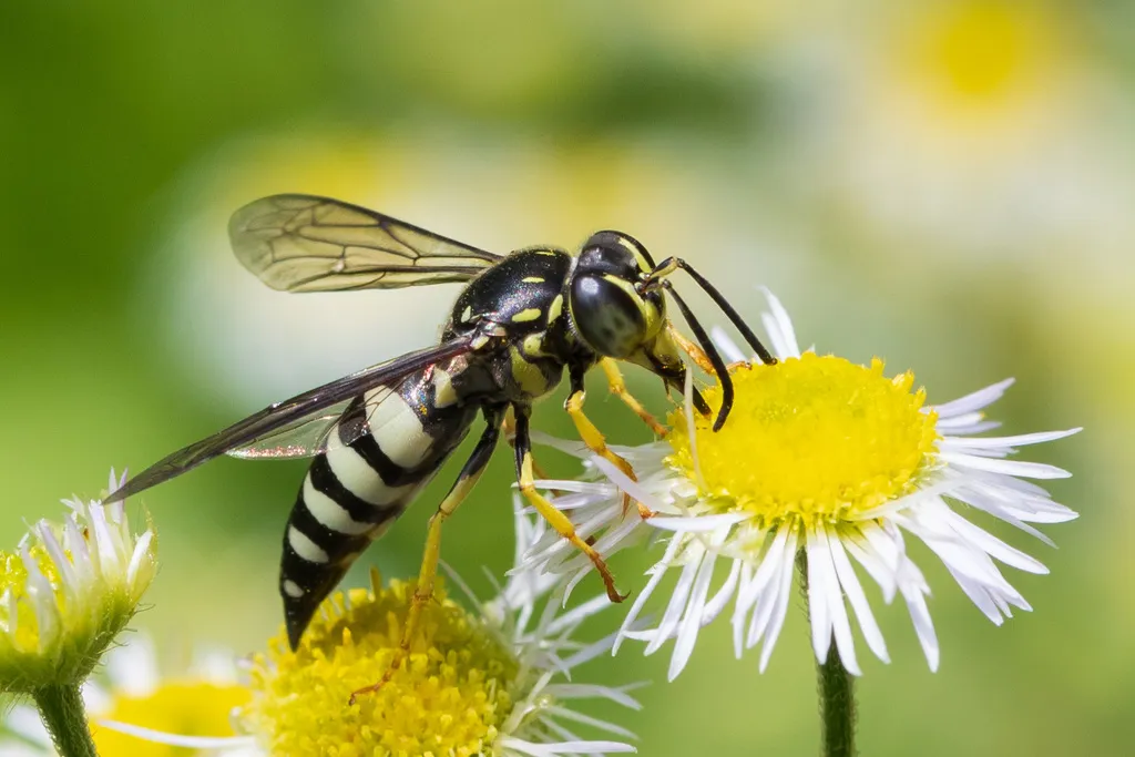 Four-banded Stink Bug Wasp