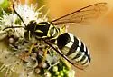 Bicyrtes variegatus