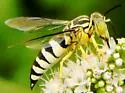 Bicyrtes variegatus - photo 2