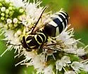 Bicyrtes variegatus - photo 3