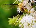 Bicyrtes variegatus - photo 4