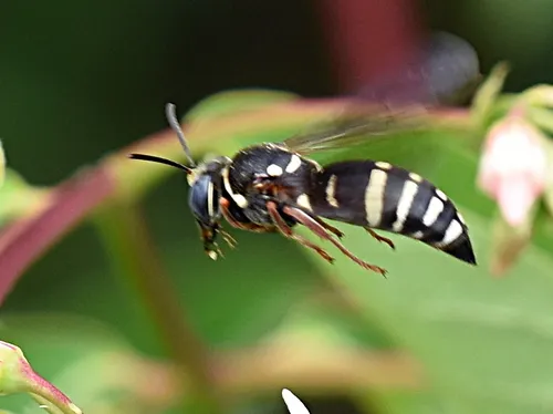 Bicyrtes ventralis