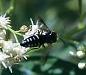 Bicyrtes viduatus