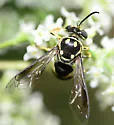 Bicyrtes viduatus - photo 4